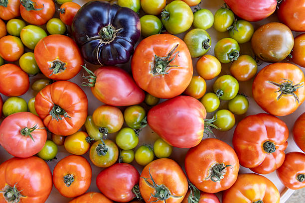 istock A close up of many different colored tomatoes 2233487936