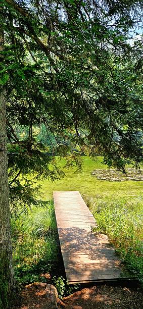istock Taubensee lake in forest in Bavaria 2233488268