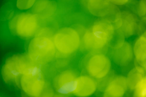 Green bokeh background from nature forest out of focus