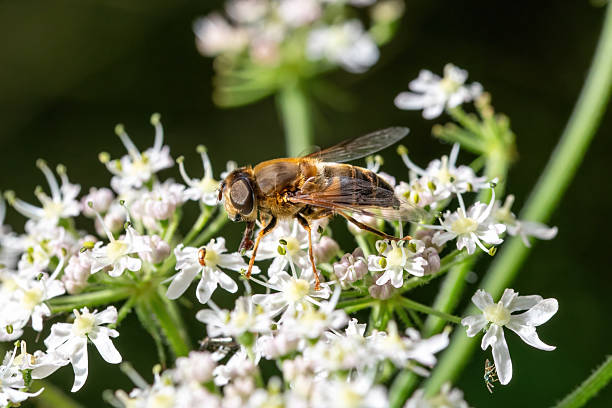 istock A hoverfly collects nectar from a cow parsley flower. 2233490293