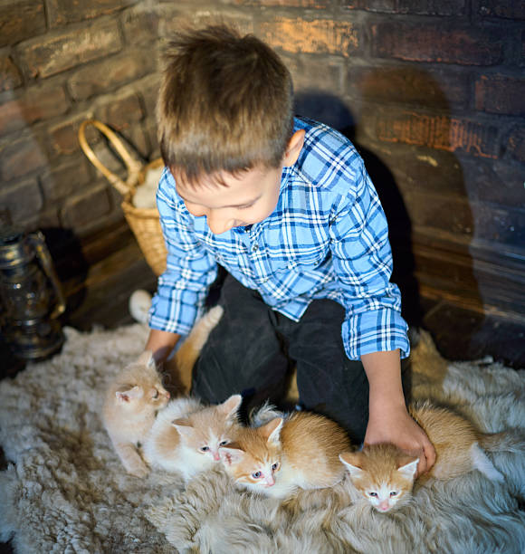 Elementary age boy dressed in a checkered shirt and jeans. He is sitting on knees and choosing a pet. Group of small red-haired kittens are before the boy-owner. Studio shooting on red brick wall background