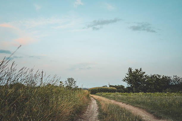 Countryside dirt road between green fields and tall grass under a calm summer sky with light clouds at sunset.