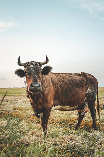 istock Brown cow with horns standing on a rural field, looking directly at camera under clear blue sky 2233492764