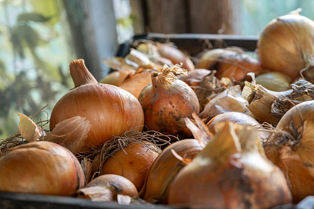 istock Harvested yellow onions 2233492795