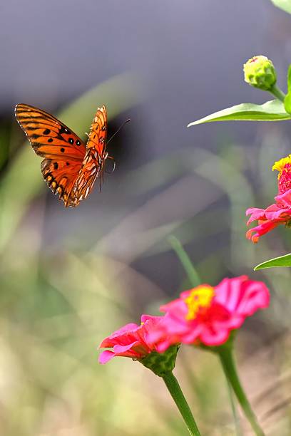 istock Orange Butterfly Hovering Near Pink Flowers 2233494376