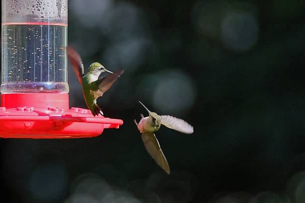 istock Hummingbirds in flight near a feeder. 2233494435