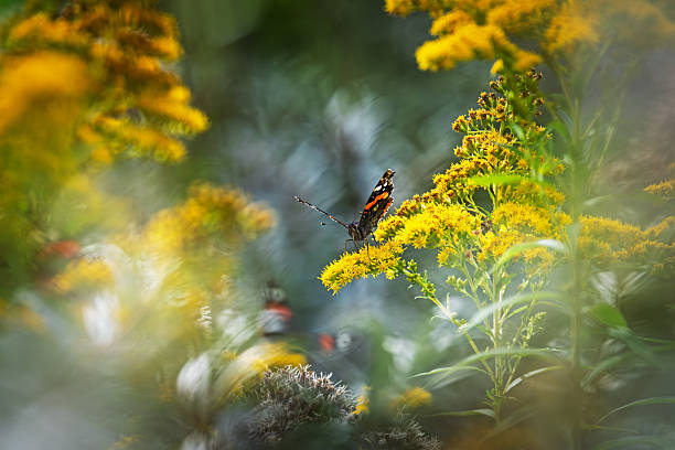 A red admiral butterfly (Vanessa atalanta) rests on a blooming goldenrod in the southernmost part of Amager Island, Denmark. Its worn wings reveal the passage of a long season. The location is just a 30-minute ride by public transport from the heart of Copenhagen, offering a quiet glimpse of late-summer life in the wild edges of the city.