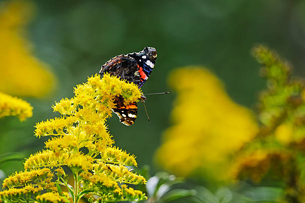 A red admiral butterfly (Vanessa atalanta) rests on a blooming goldenrod in the southernmost part of Amager Island, Denmark. Its worn wings reveal the passage of a long season. The location is just a 30-minute ride by public transport from the heart of Copenhagen, offering a quiet glimpse of late-summer life in the wild edges of the city.