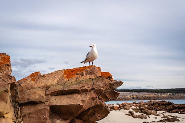 A seagull stands atop a weathered rock at Stokes Bay Beach on Kangaroo Island, Australia. The rugged sandstone contrasts with the bird’s white feathers, creating a scenic coastal composition with ocean waves and sandy shore in the background