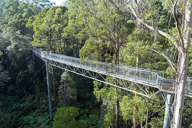 istock Treetop walk in eucalyptus forest, Great Otway National Park, Australia 2233495998