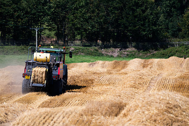 farmer's field in wheat and sheep against forest background. High quality photo