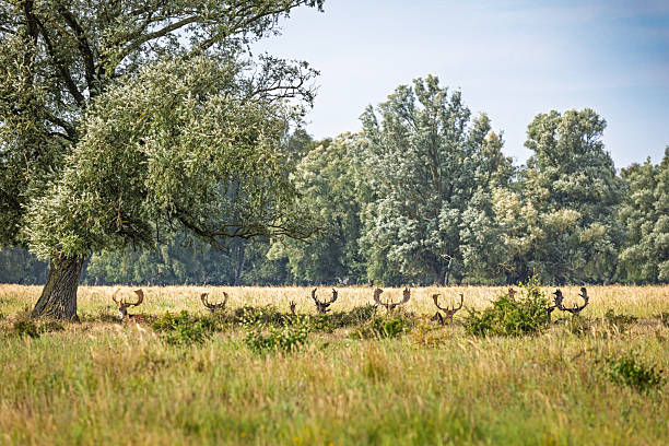 A group of male fallow deer with impressive antlers gather beneath a tree in Kalvebod Fælled, located on the southern tip of Amager Island, Denmark. Captured in late summer, the bucks are preparing for the upcoming rutting season. The area is just a 30-minute ride by public transport from downtown Copenhagen, offering a glimpse of wild nature on the city’s doorstep.