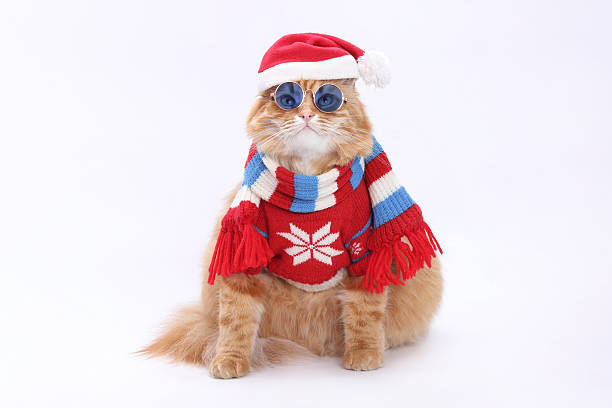 istock Funny Cat in Santa Hat and Christmas Sweater 2233496654