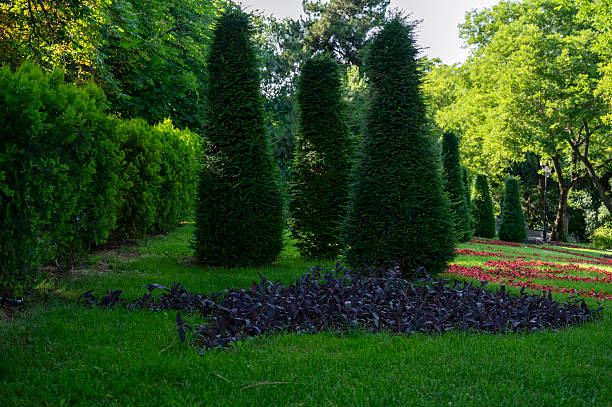 A group and a row of tall evergreen conical trees. Picturesque landscape garden and lawn with bright flower beds Beautiful landscape garden in the English style with a green trimmed lawn