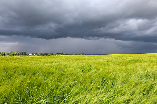 istock ​A dramatic rural landscape featuring a vibrant green field in the foreground under a vast, dark gray storm sky, creating a striking contrast between serenity and an approaching storm. 2233496872
