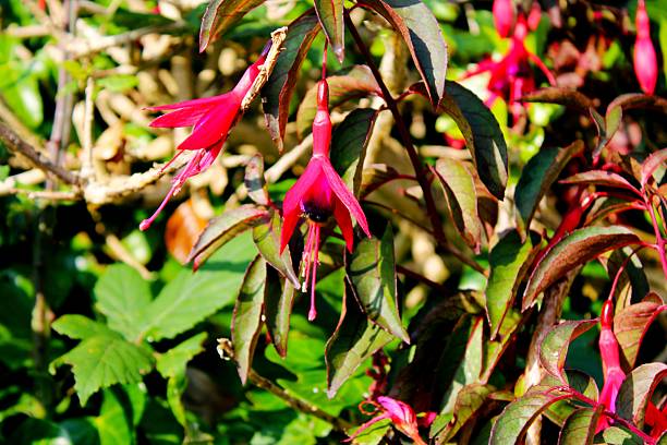 istock Vibrant pink fuchsia flowers in sunlight. 2233497255