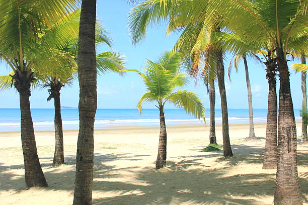 istock Coconut palm trees in tropical beach 2233499681