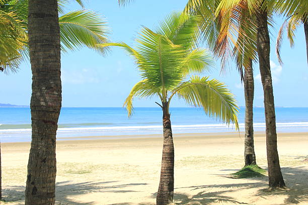 Coconut palm trees in tropical beach