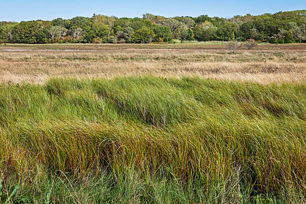 istock Lush grass in a flat coastal landscape 2233500666