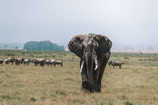 Lion in Amboseli and Masai Mara National Park