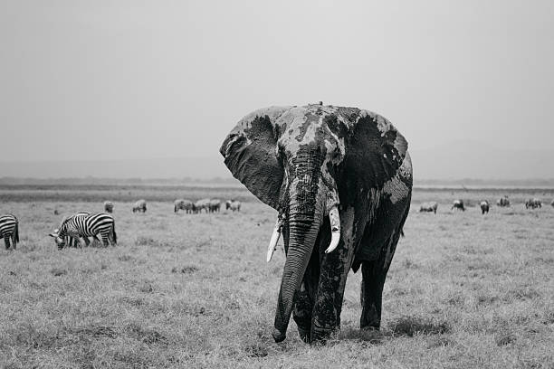 Olifant in amboseli nationaal park Kenia