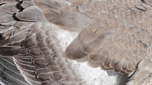 istock Chicken Feathers in Layered Gray, Brown, and White Tones 2233501327