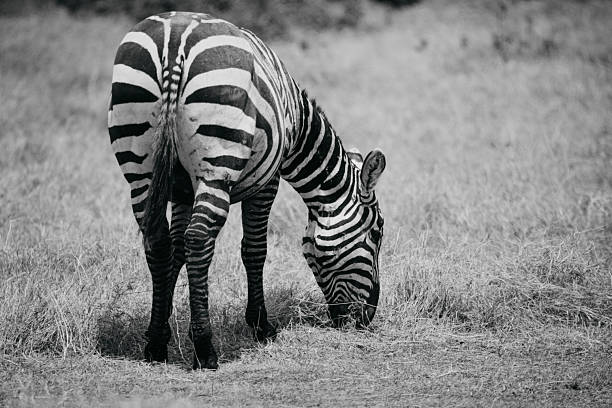 istock Zebra’s in Amboseli national Parc Kenia 2233501328