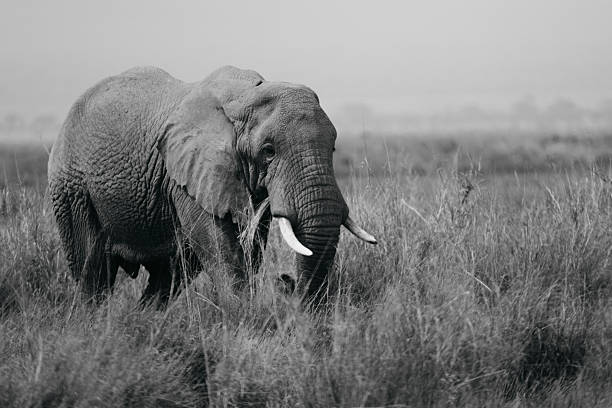 Olifant in amboseli nationaal park Kenia