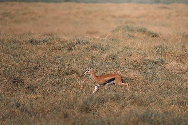 Antilope in amboseli nationaal park Kenia