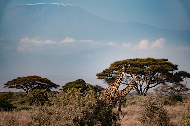 Giraffe (Giraffa camelopardalis) standing on savanna, looking at camera, Kruger national park, South Africa.