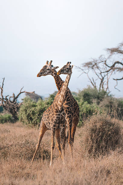 istock Masai giraffe in amboseli National Parc Kenia. 2233501855