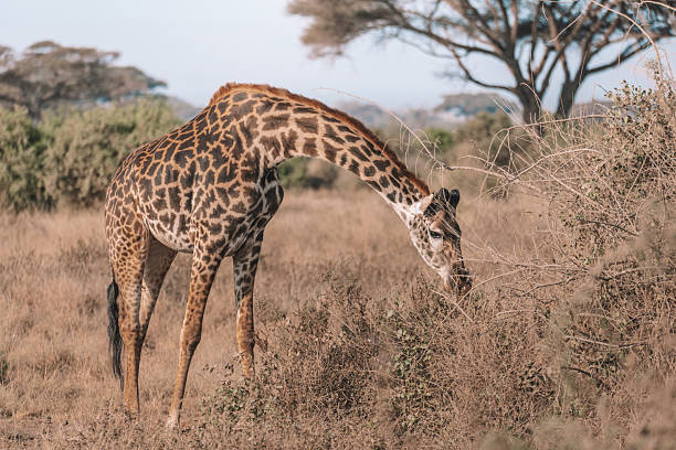 Masai Giraffe in amboseli National park Kenia