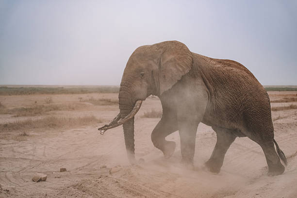 Olifant in amboseli nationaal park Kenia