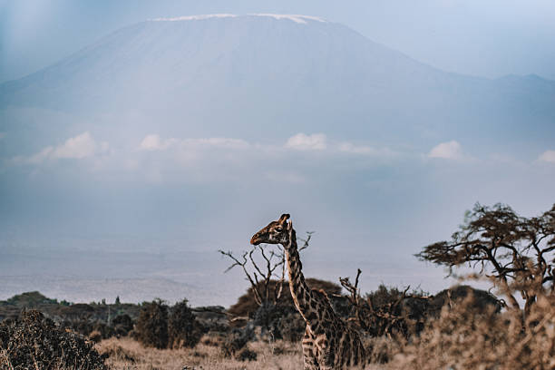 Giraf met de berg Kilimanjaro in amboseli nationaal park Kenia