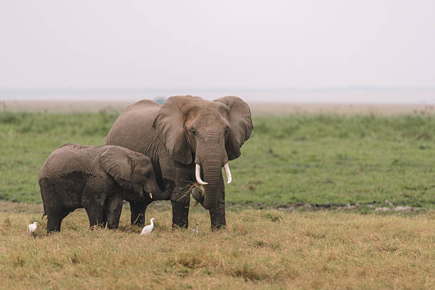 Olifant in amboseli nationaal park Kenia