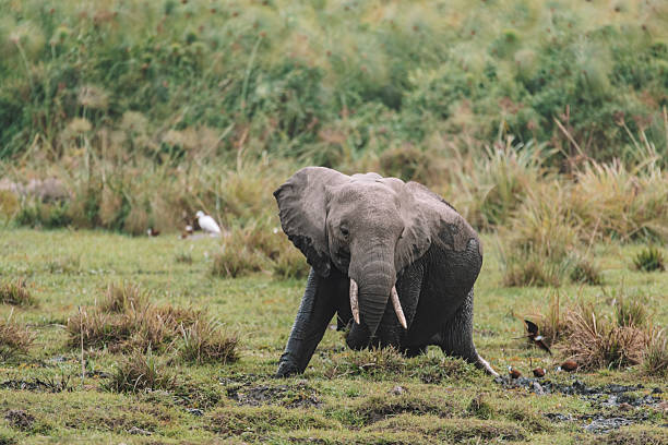 Olifant in amboseli nationaal park Kenia