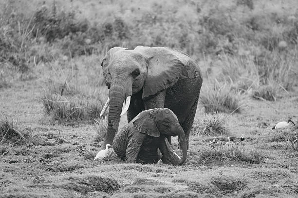 Olifant in amboseli nationaal park Kenia