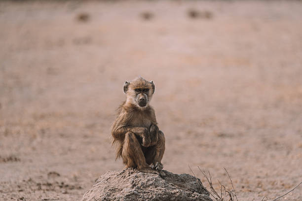 Apen in amboseli nationaal park Kenia