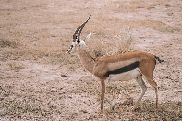 Antilope in amboseli nationaal park Kenia
