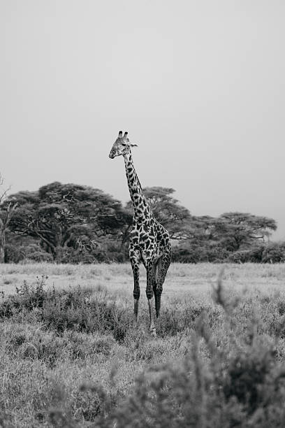 istock Masai giraffe in amboseli National Parc Kenia. 2233502029