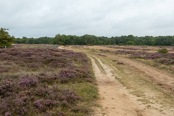 istock Sandy path winding through blooming heather in heathland landscape 2233502044