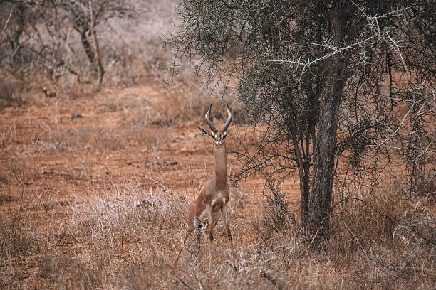 Antilope in amboseli nationaal park Kenia