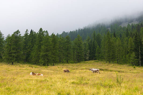 Cows grazing in the Dolomites in Italy