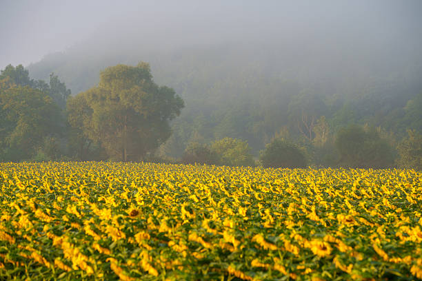 A vast field of sunflowers stretches across the foreground. Dense fog covers the distant tree line. The scene is set in the early morning.