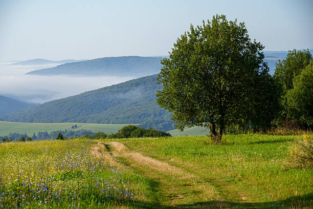 A tree stands in a grassy meadow with a dirt path. Mist covers distant hills under a clear sky.