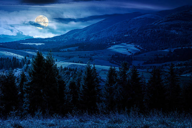 istock spruce forest behind the grassy meadow at night 2233503811