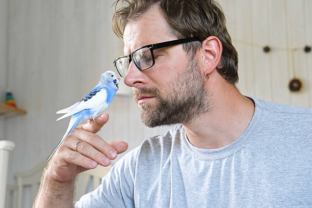 istock Budgerigar playing with handsome man. Budgie. Funny blue purple parakeet sitting on owner head. Cute violet tamed bird having fun with people. Friendship, relationship with Pets. Cute domestic animals 2233505191