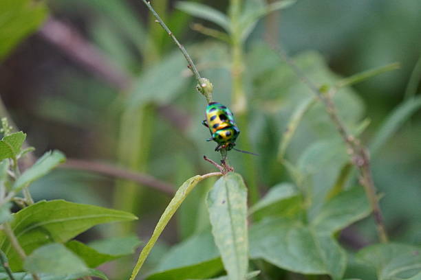 istock Green jewel bug on slender plant stem 2233507661