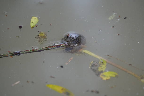 istock Floating pond snail on twig in murky water 2233508225