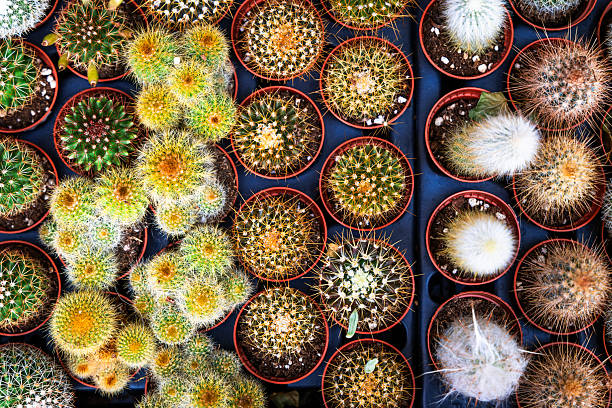 Top down close up view of a range of different cacti for sale at the garden store.